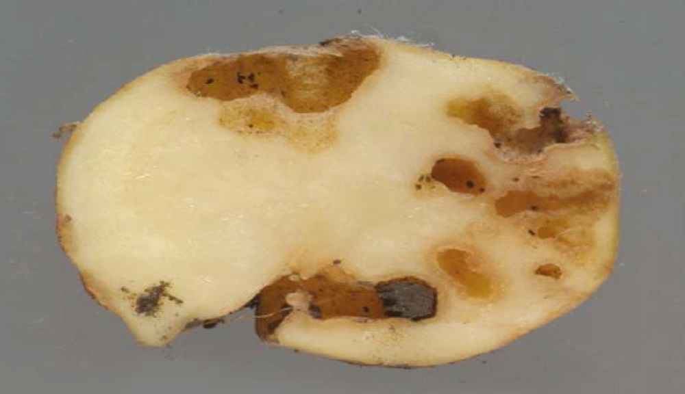 Slugs causing irregular-shaped holes in a potato tuber